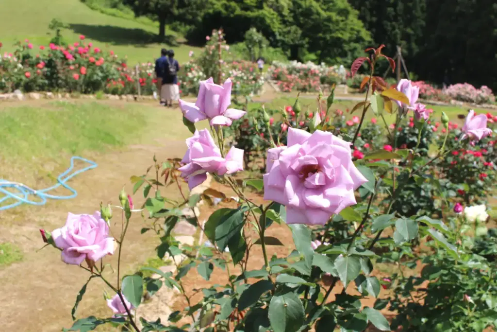 冬鳥越スキーガーデンに咲く色とりどりのバラ