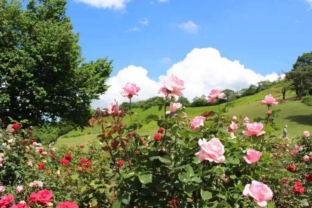冬鳥越スキーガーデンに咲くピンクのバラ