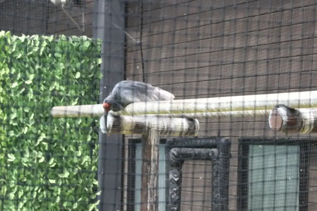 飼育されている朱鷺（トキ）の様子