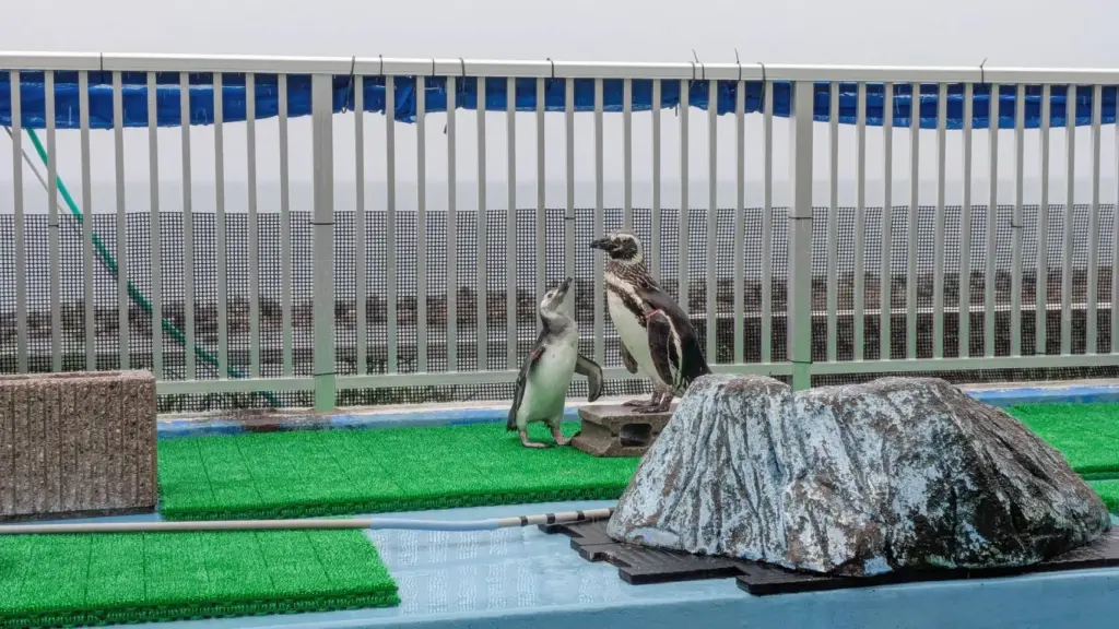 寺泊水族博物館 ペンギン