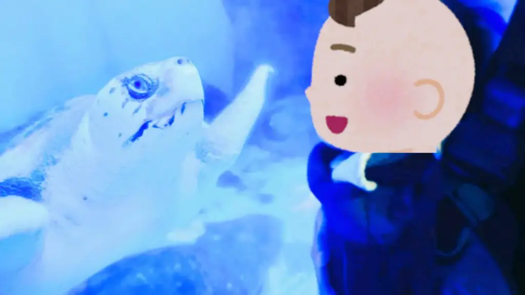 寺泊水族博物館 ウミガメ