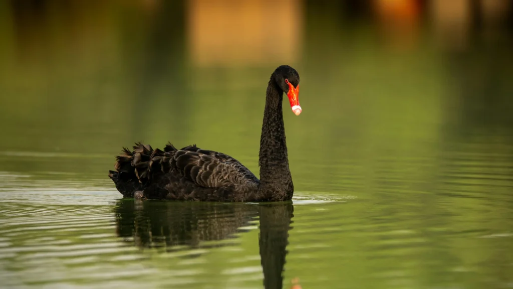 投資市場における予測不可能な巨大リスク「ブラックスワン」のイメージ