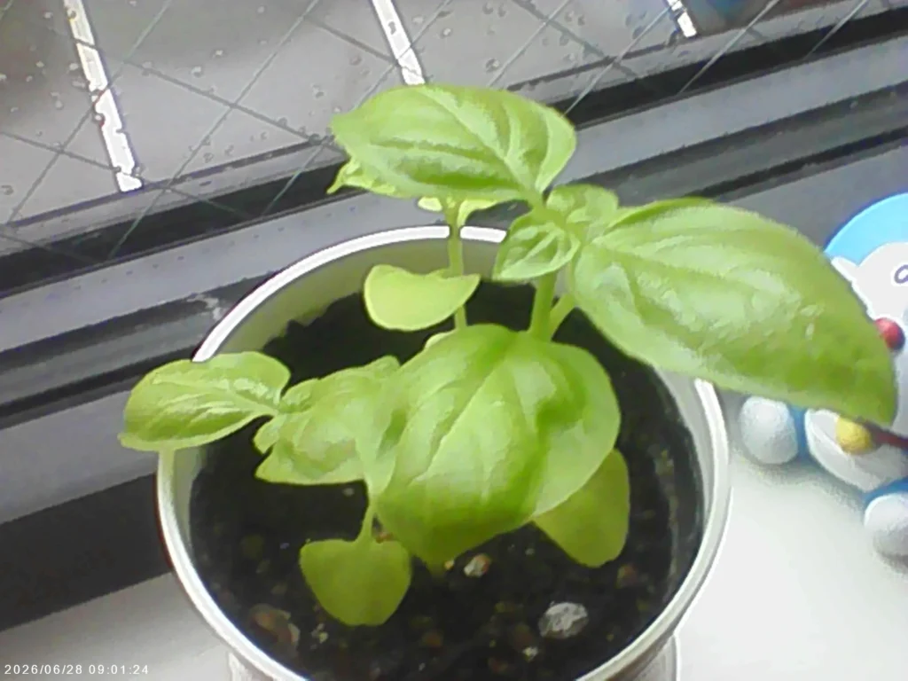 3COINSミニトイカメラの作例：雨の日の室内で撮影したバジルの鉢植え