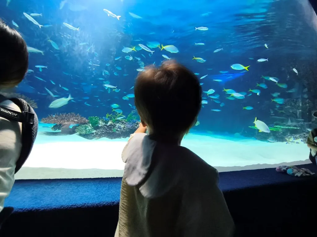 サンシャイン水族館の巨大水槽を夢中で見つめる1歳半の子供のうしろ姿