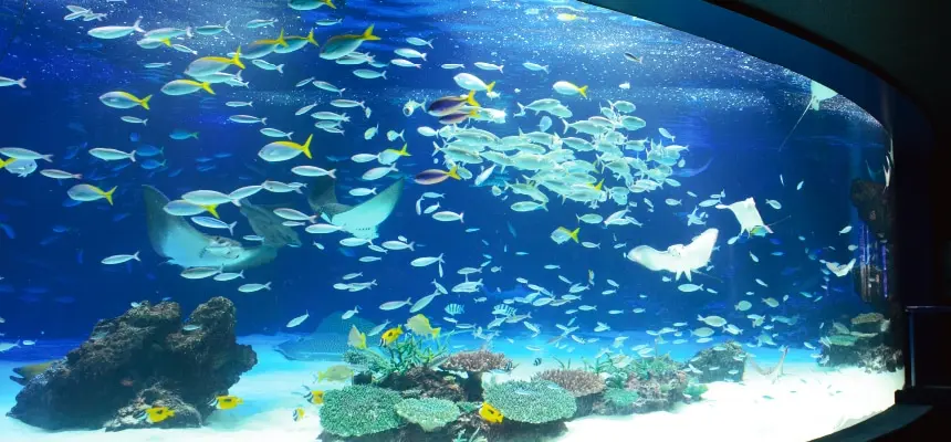 サンシャイン水族館のメイン水槽「サンシャインラグーン」を泳ぐエイや魚たち